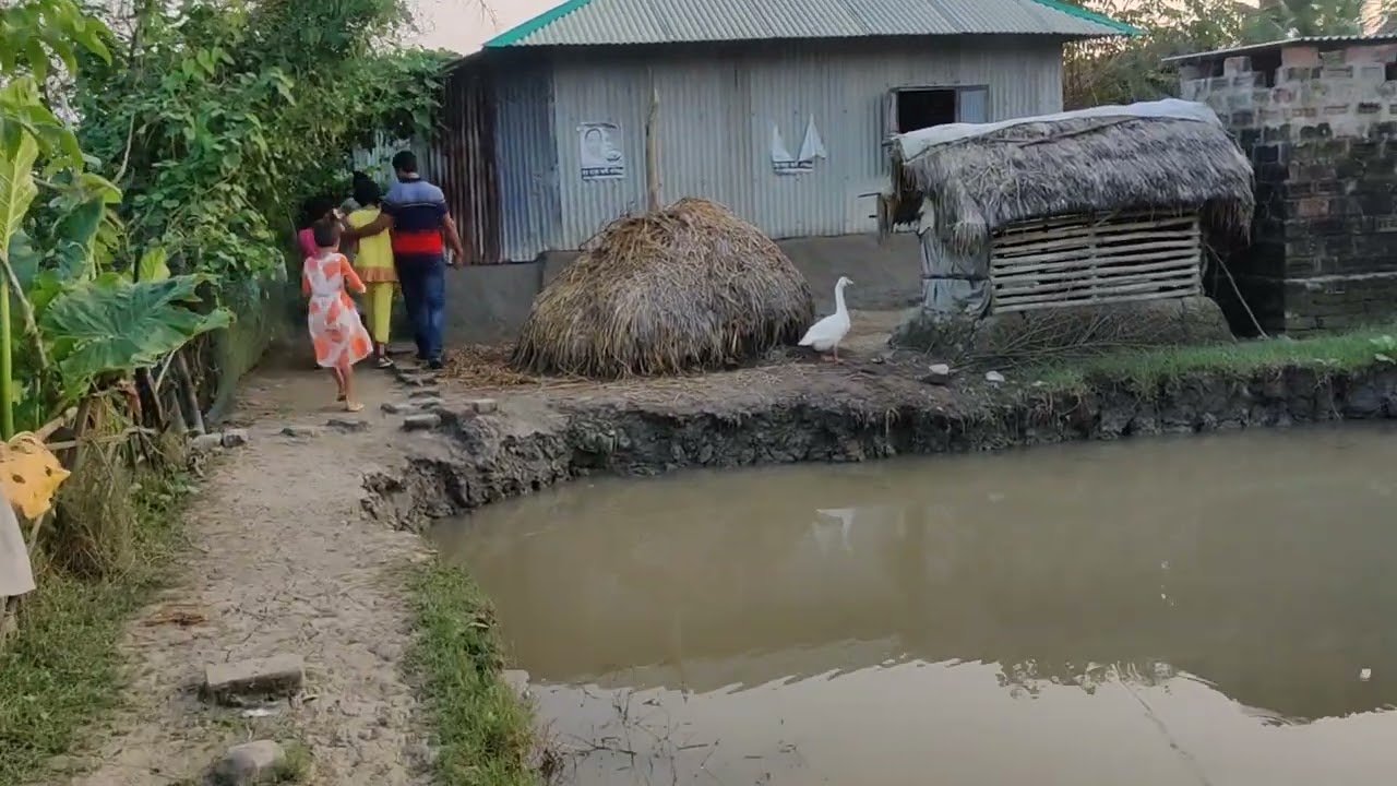 শিবসা পাড়ে বাবলা গাছের সারি