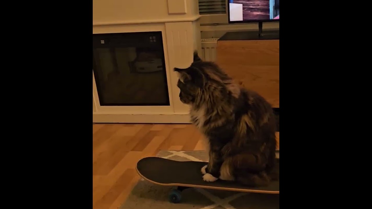 Maine coon skeittaa