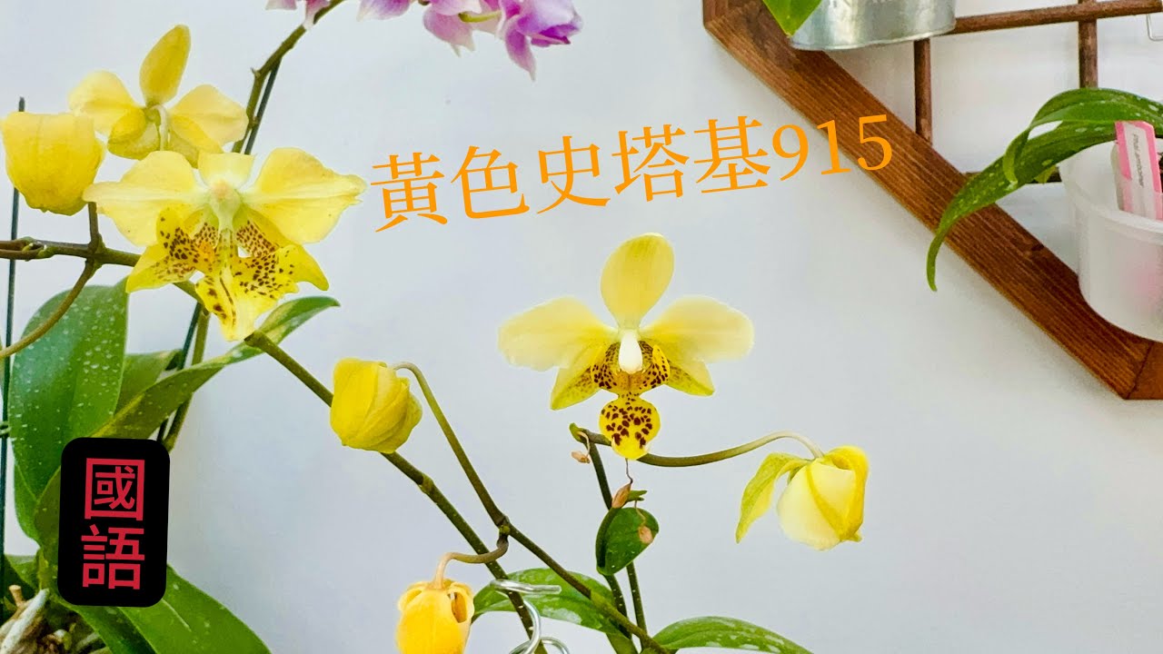 蘭花(217) （國語）勸退蝴蝶蘭黃色史塔基915