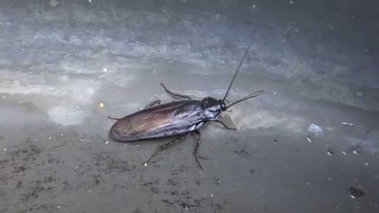 바퀴벌레 괴롭히기 -빠른 바퀴벌레~ 수영하는바퀴벌레