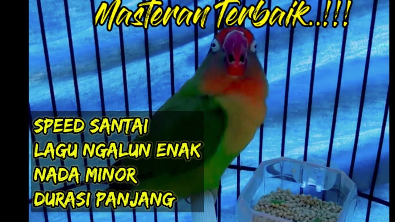 Masteran Lovebird Betina Konslet Minor Durasi Panjang.. Ampuh Buat Paud & Dewasa..jamin Juara