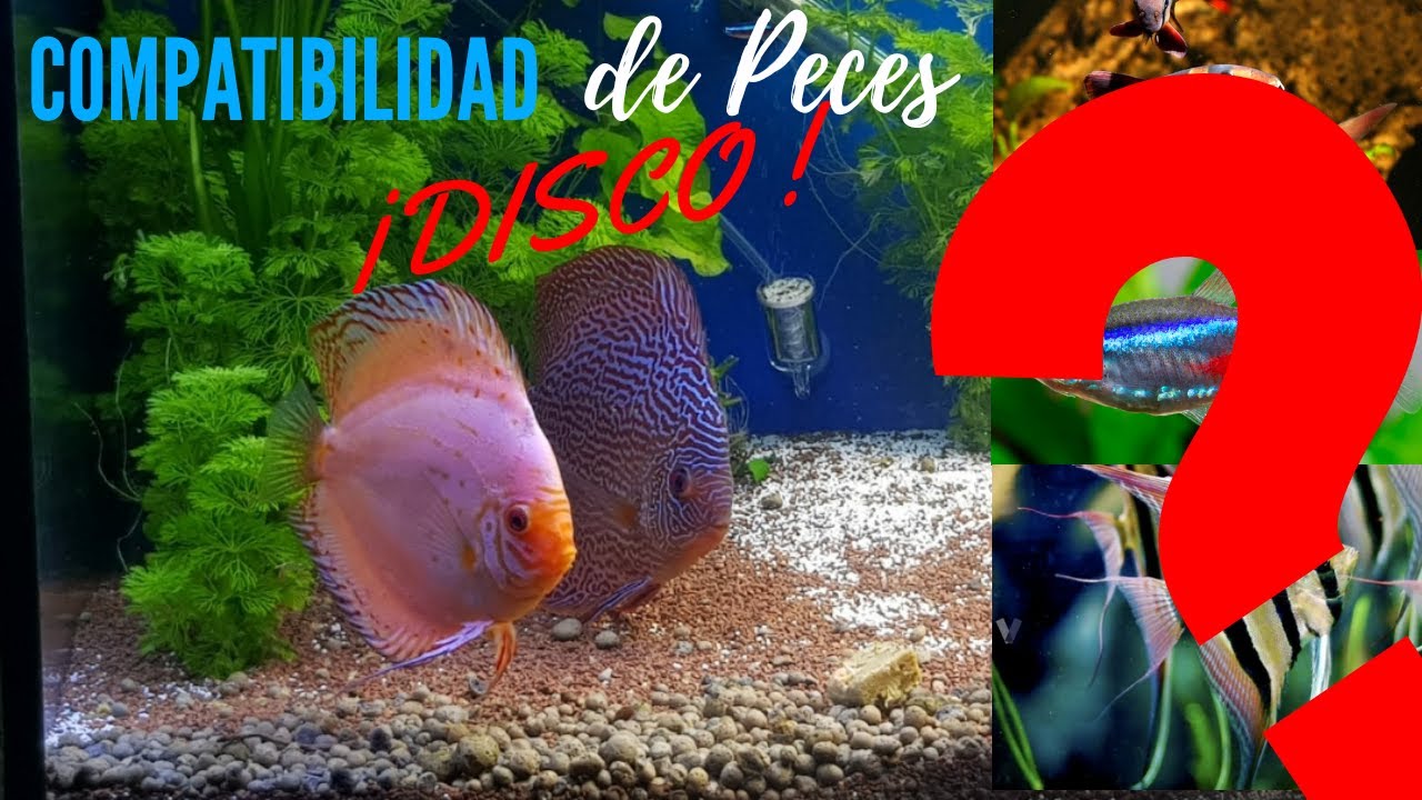🐠PECES DISCO con que otros PECES son COMPATIBLES‼