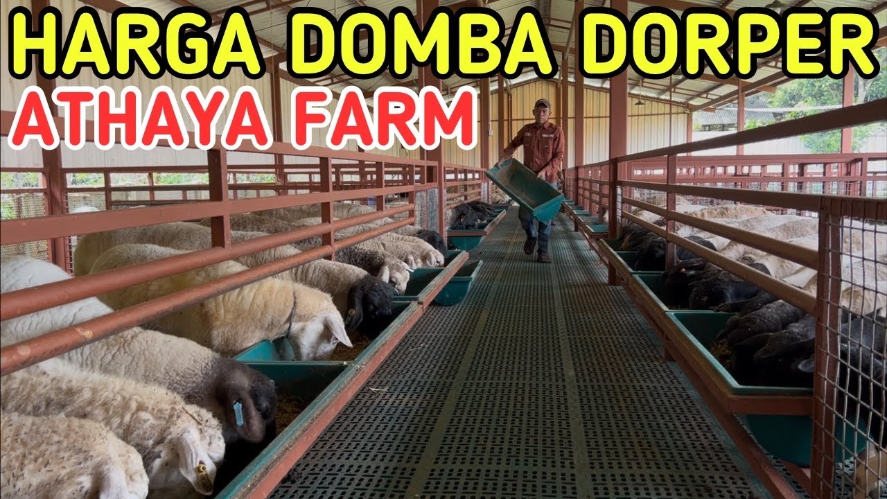 HARGA DOMBA DORPER TERMURAH DI ATHAYA FARM JONGGOL