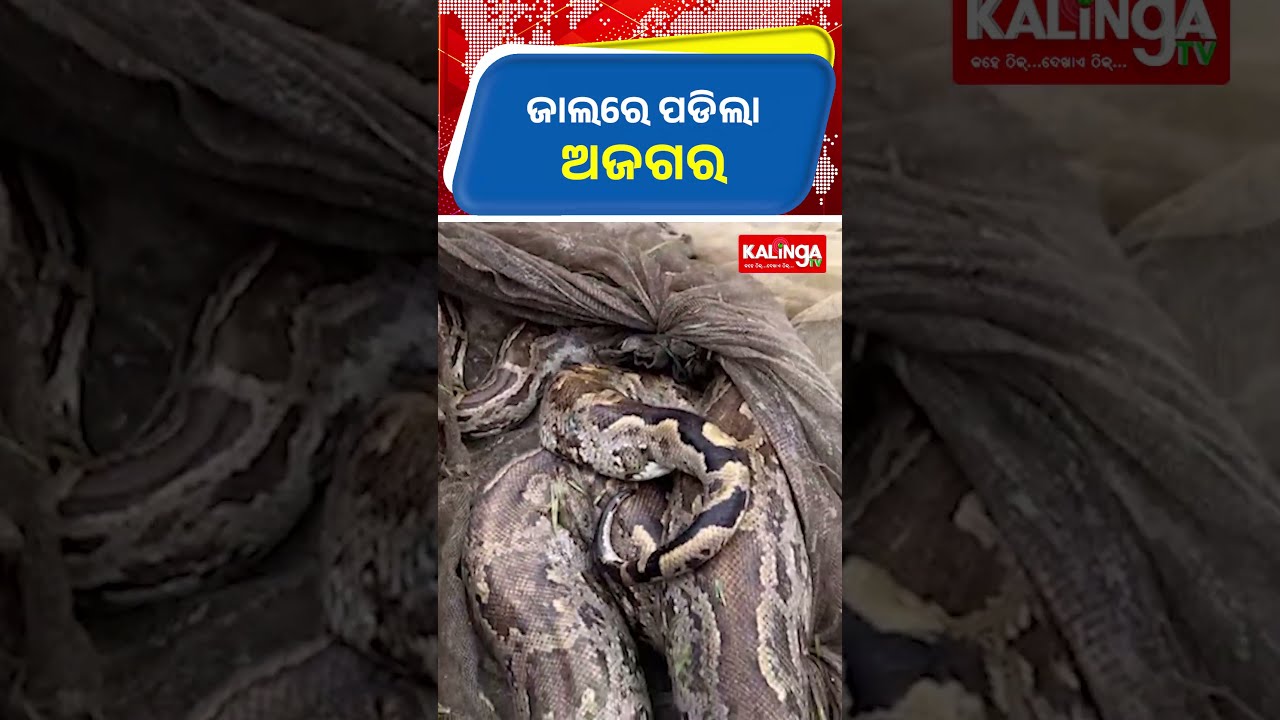 ଜାଲରେ ପଡିଲା ଅଜଗର || Kalinga TV