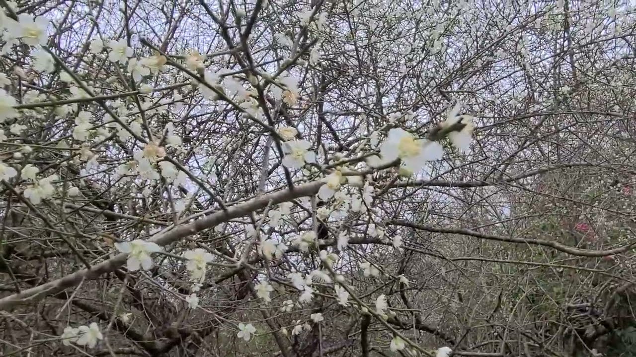 沖縄の梅【台湾小梅】大湿帯の梅の並木道
