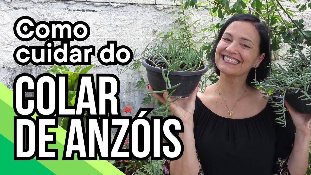 Como cultivar e multiplicar o COLAR-DE-ANZÓIS!