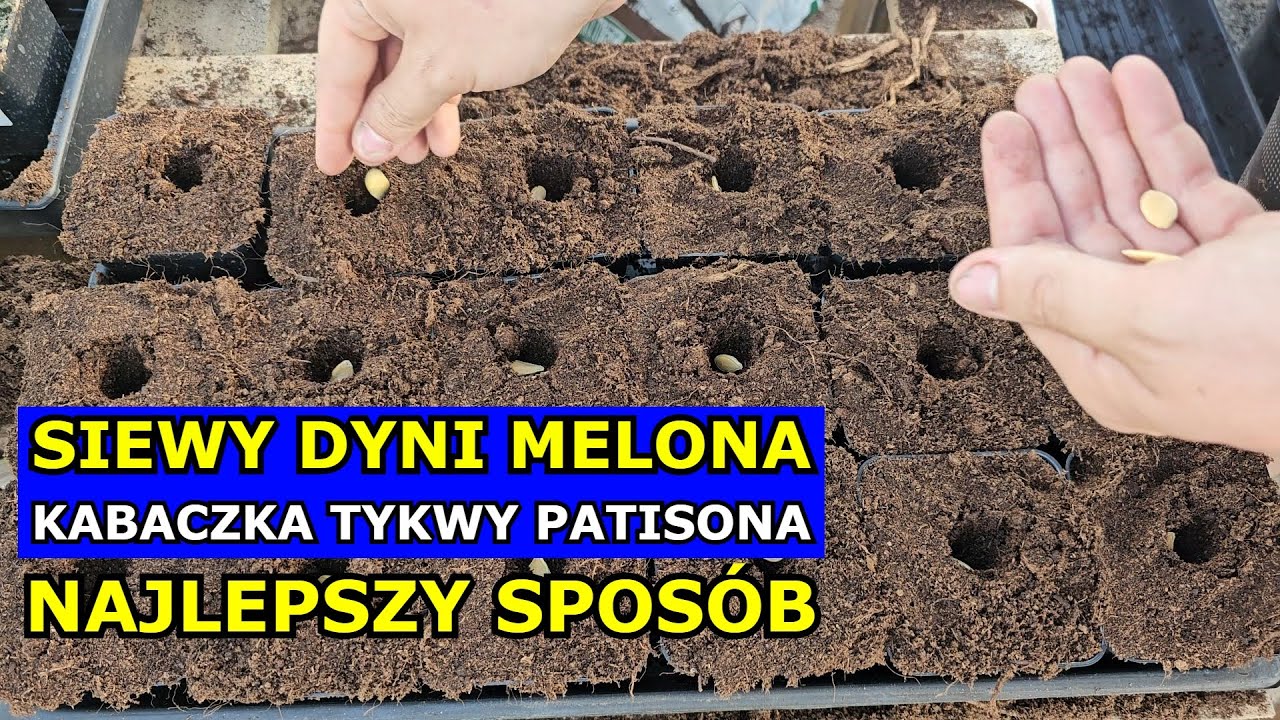 Najlepszy Spos&oacute;b na Siewy Dyni, Melona, Kabaczka, Tykwy, Patisona, Jak siać Polecane Odmiany Uprawa.