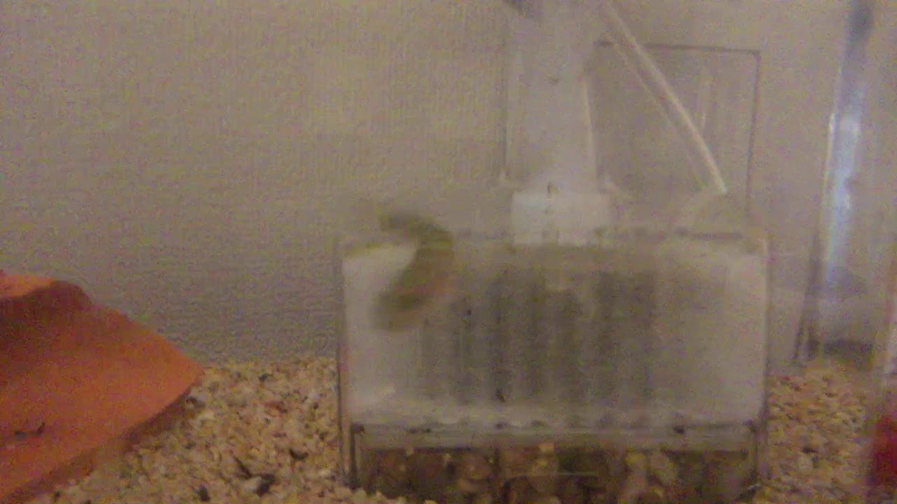 アゴハゼに餌をあげます。