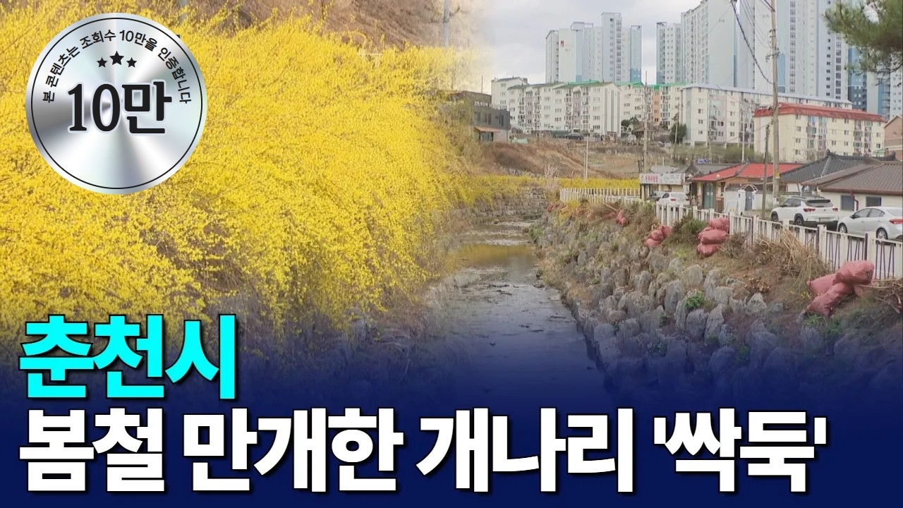 [G1뉴스]춘천시, 봄철 만개한 개나리 '싹둑'