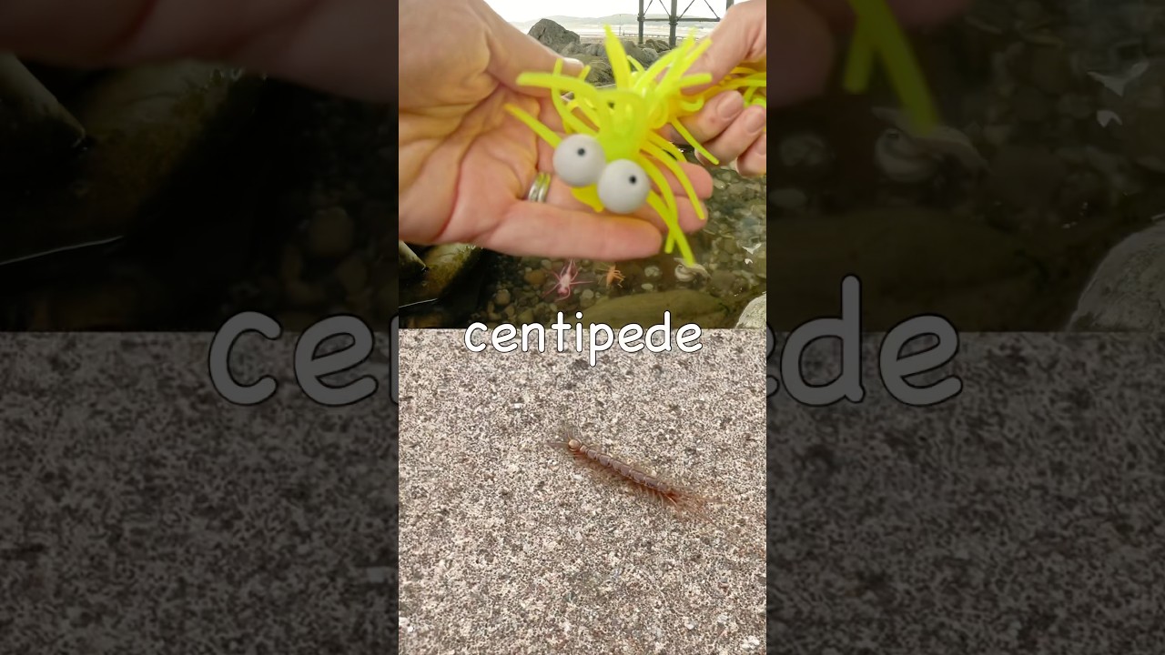 Bug Insect Names for Kids to Learn at the Rock Pool: Dragonfly Praying Mantis Snail Cricket