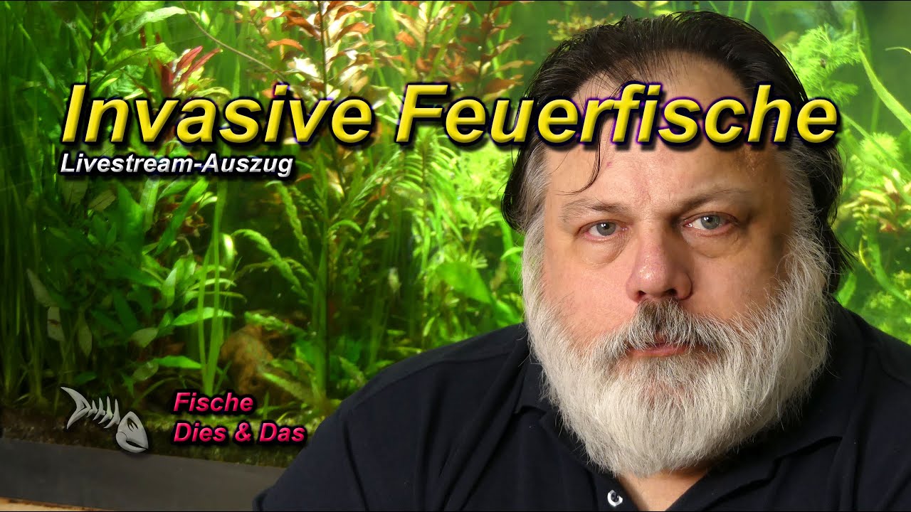 Invasive Feuerfische in der Karibik - Was kannst du &uuml;ber den Rotfeuerfisch (Pterois volitans) sagen?