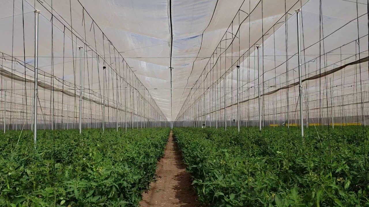 EL C02 EN TOMATE 2021 #dosisdeco2 #CO2