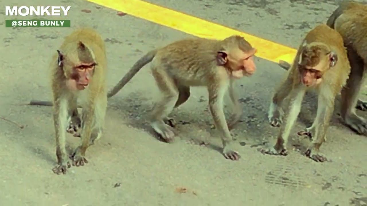 MONKEY MOHANOKOR GROUP#16 | ANGKOR WILD ANIMAL | ANGKOR THOM