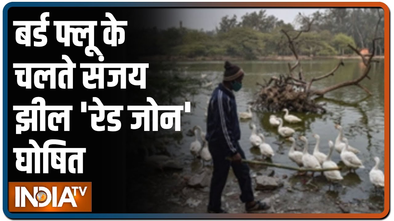 Delhi's Sanjay lake declared 'alert zone' over bird flu scare
