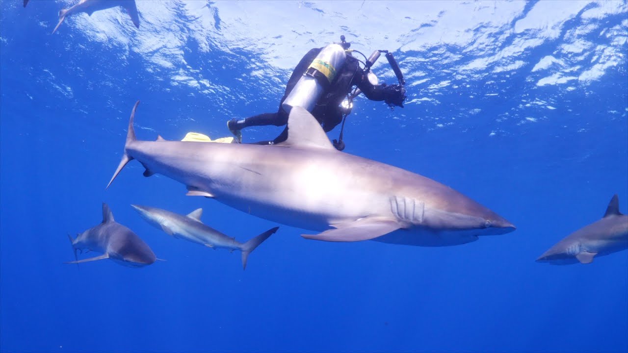 Buceo en Jardines de la reina 2022 con Avalon III.