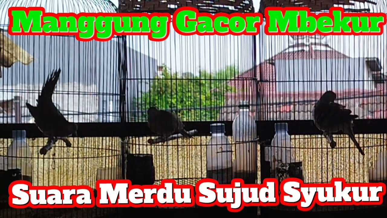 Manggung Gacor Mbekur Mbekur Suara Merdu Doa Sujud Syukur