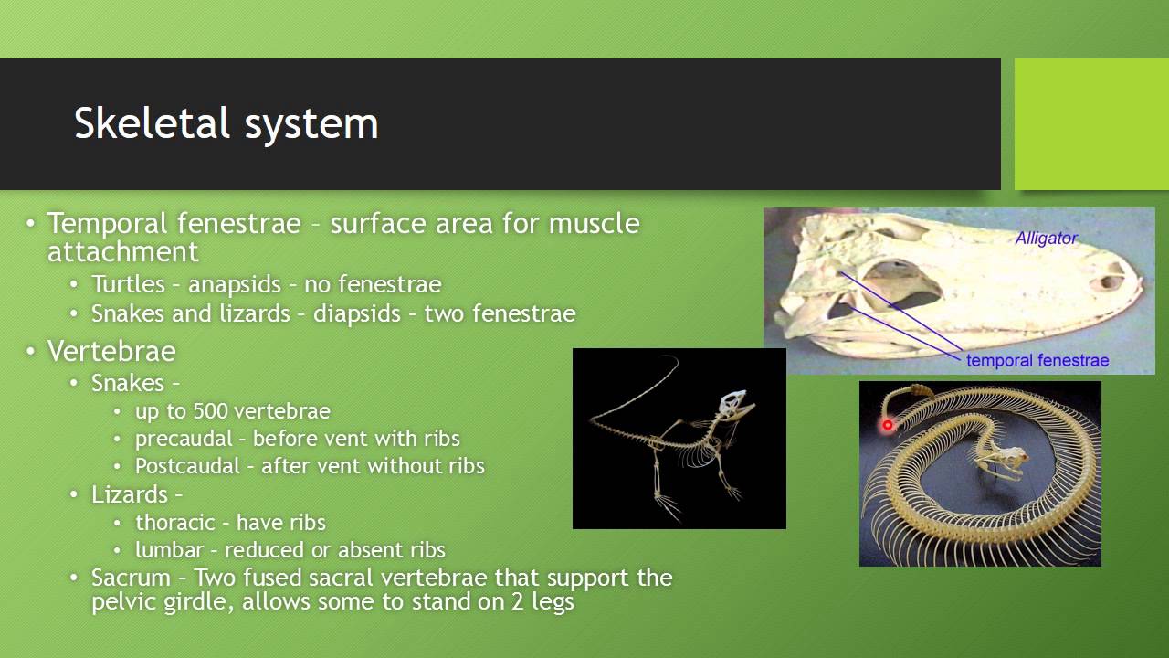 Reptile physiology