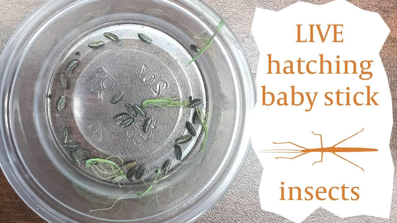 Hatching Baby Stick Insects Live!