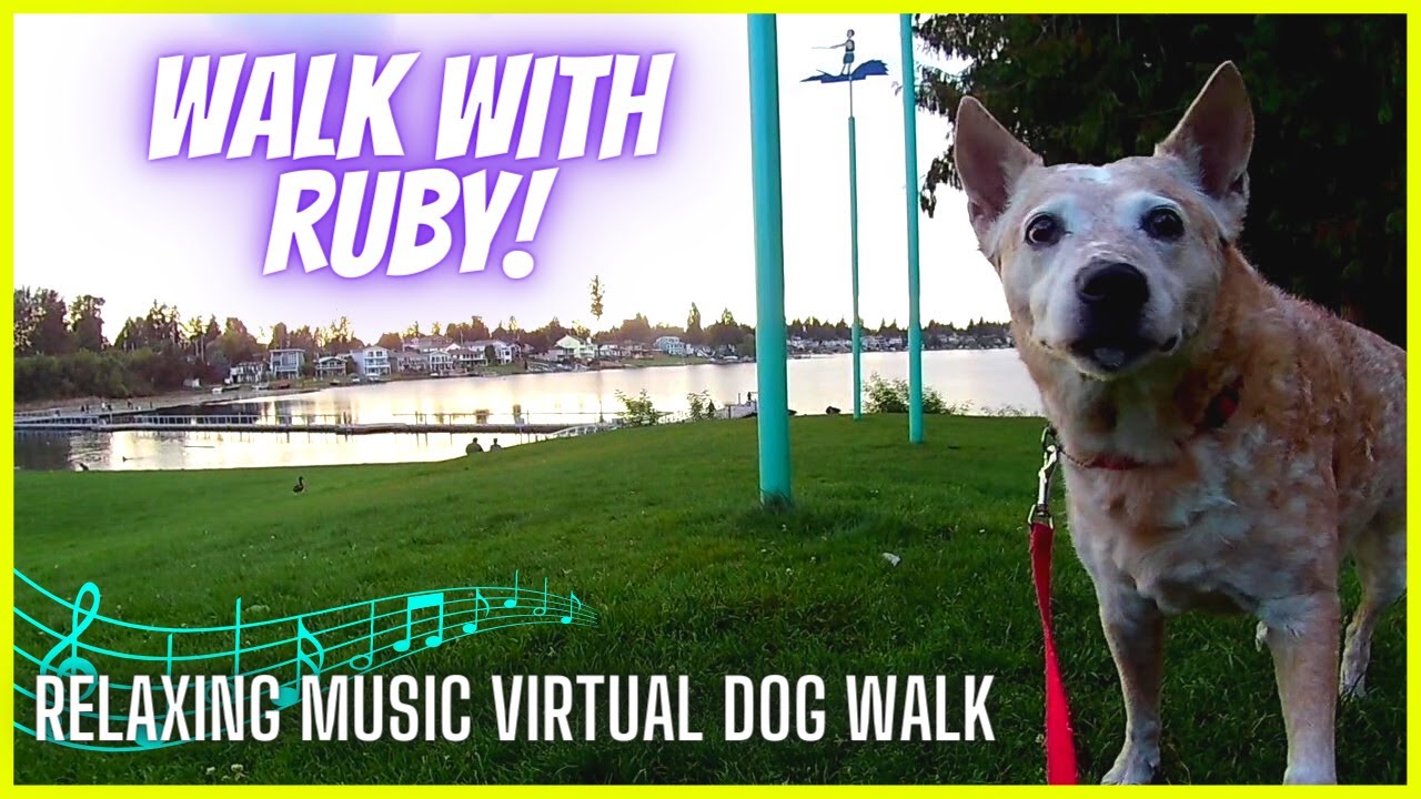 🎵Walking the Soos Creek Trail to Lake Meridian / Relaxing Music Virtual Dog Walk / Nature Sounds
