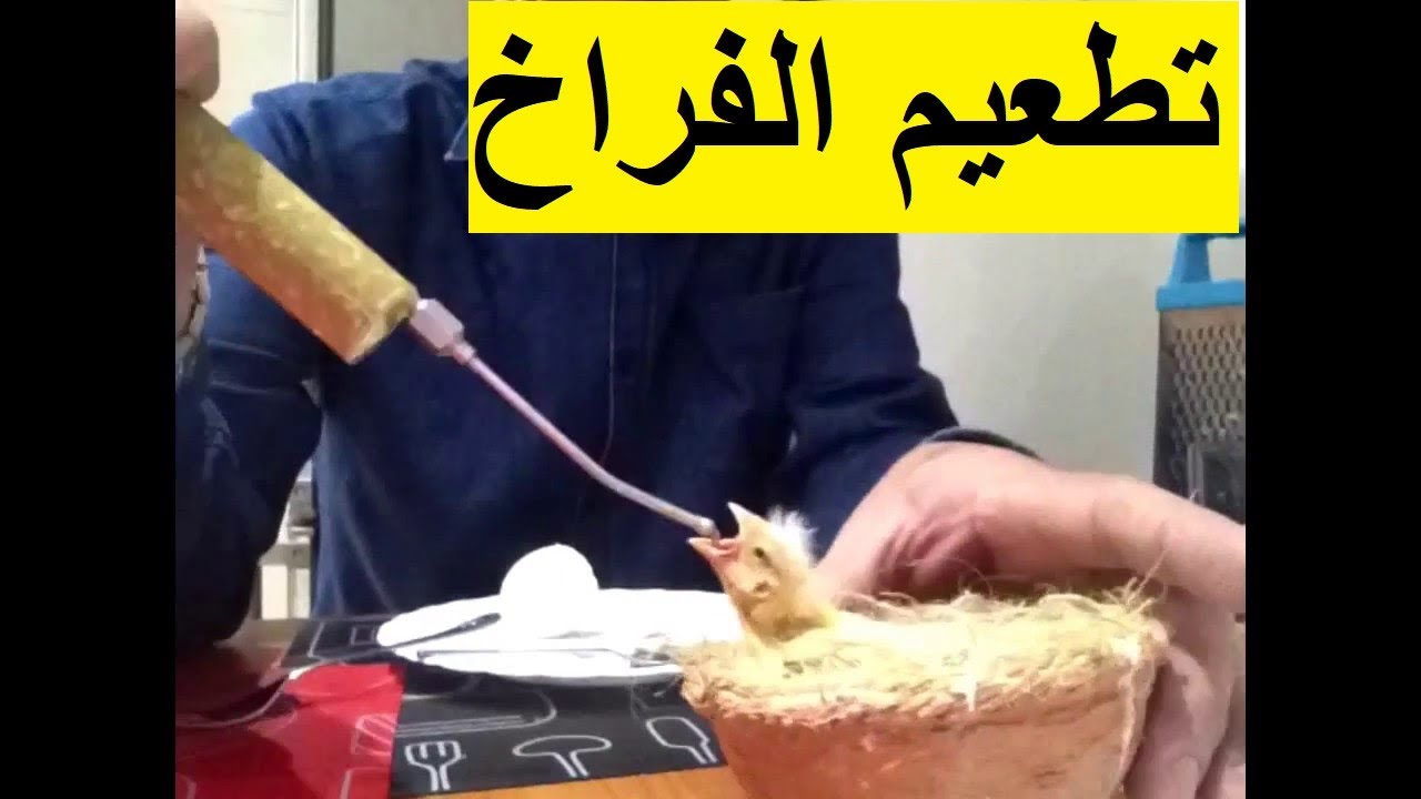 تربية الطيور الكنار  19# طريقة تطعيم الفراخ