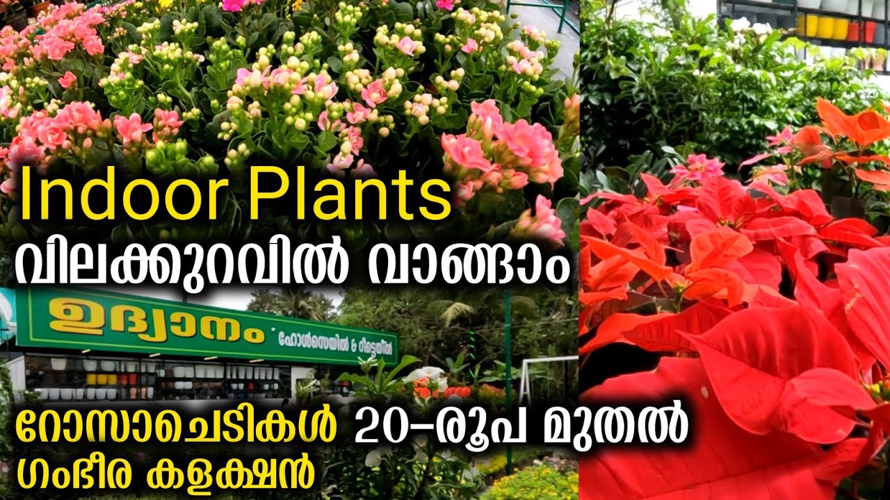 20-രൂപ മുതൽ റോസാചെടികൾ Indoor Plants വിലക്കുറവിൽ വാങ്ങാം | Garden Plants Indoor And Outdoor Plants