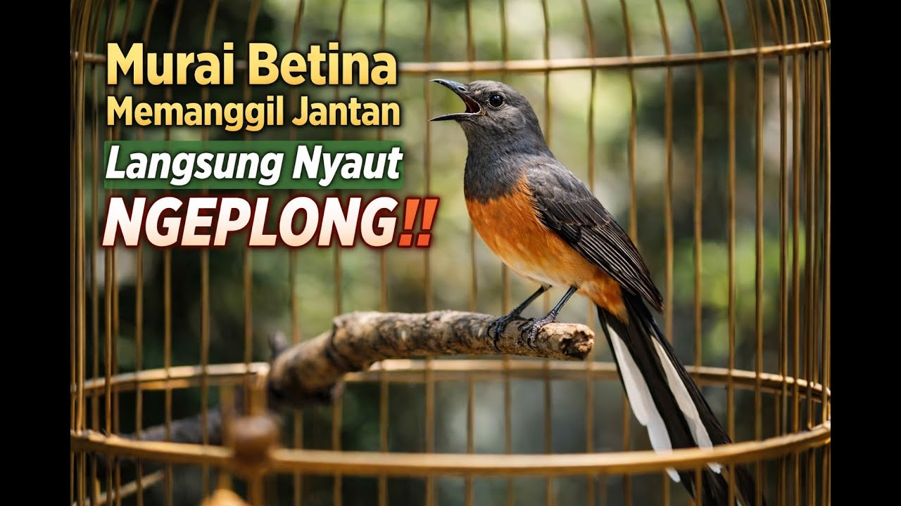 Suara Pancingan Murai Batu betina Merayu Jantan. Bikin Cepat Nyatu dan Ngeplong, Bongkar Materi