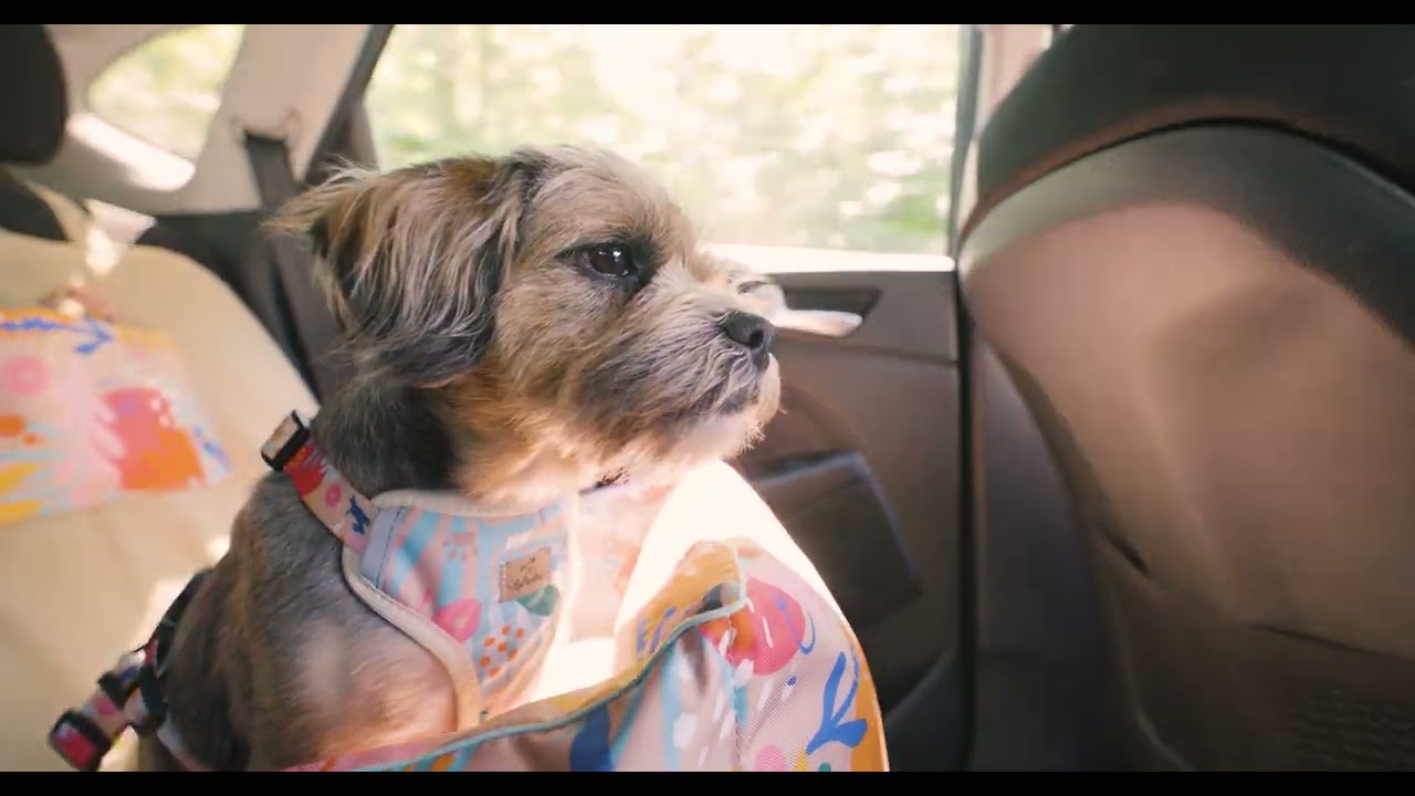 Travel pet accessories BeBobi