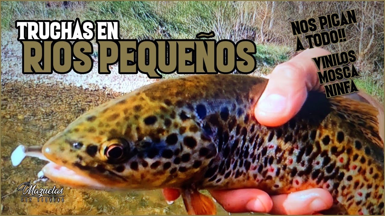 ✅Pesca en ríos pequeños 2023.Pesca a mosca,ninfa y vinilo✅