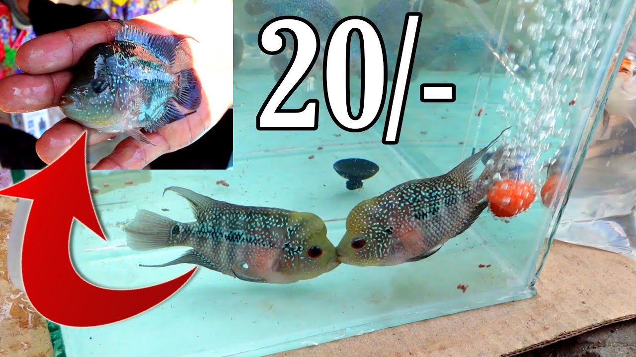 AQUARIUM FISH MARKET IN BANGALORE | | ALL TYPE FISH 🐠🐋🐟AVAILABLE WHOLESALE PRICE | #Sameer_G_Vlogs