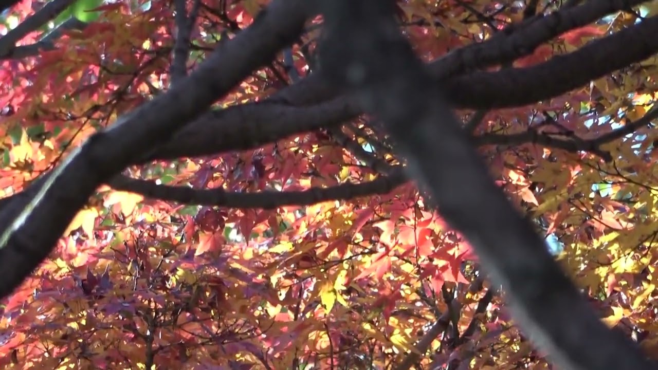 ワイエムエス　フレンドリー　石橋文化センターのバラと紅葉（久留米市）　2025/12/09
