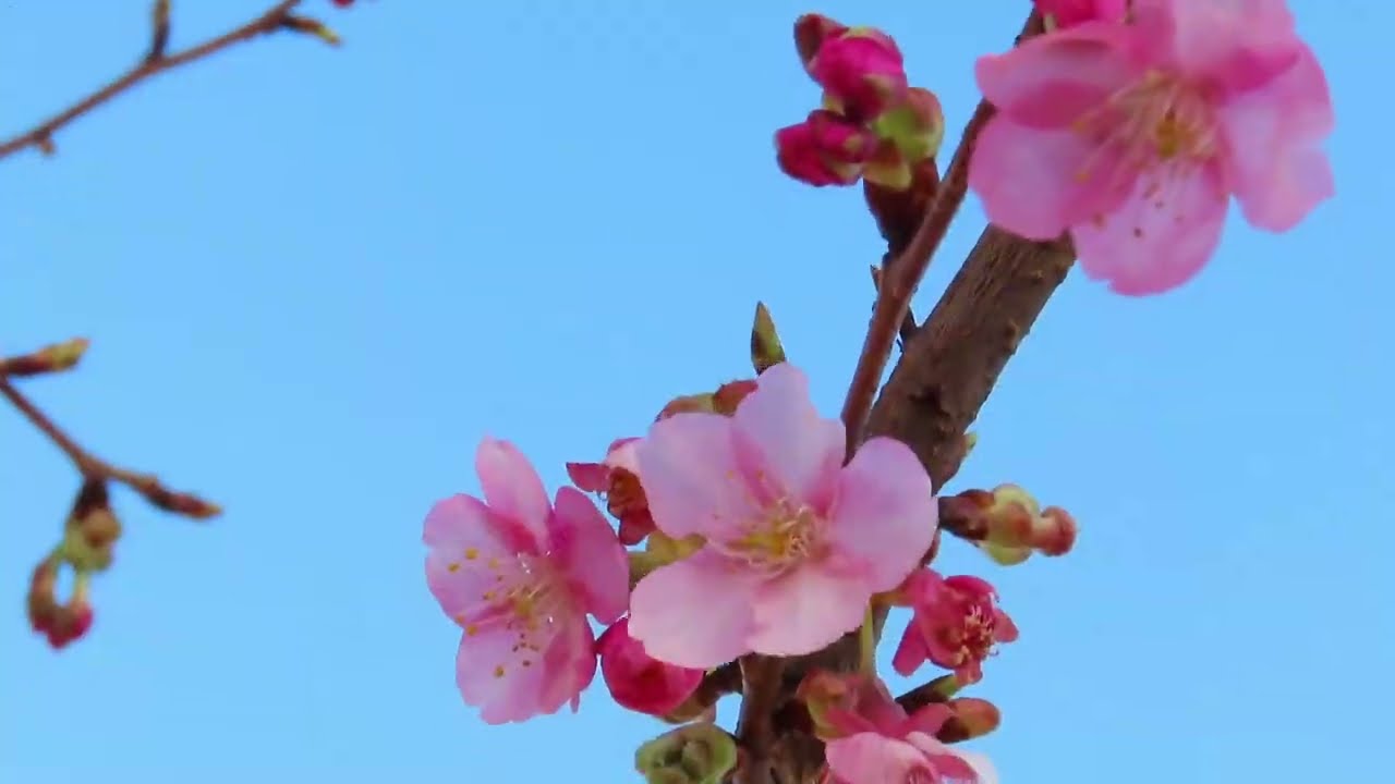 咲き始めた河津桜　2026.02.23