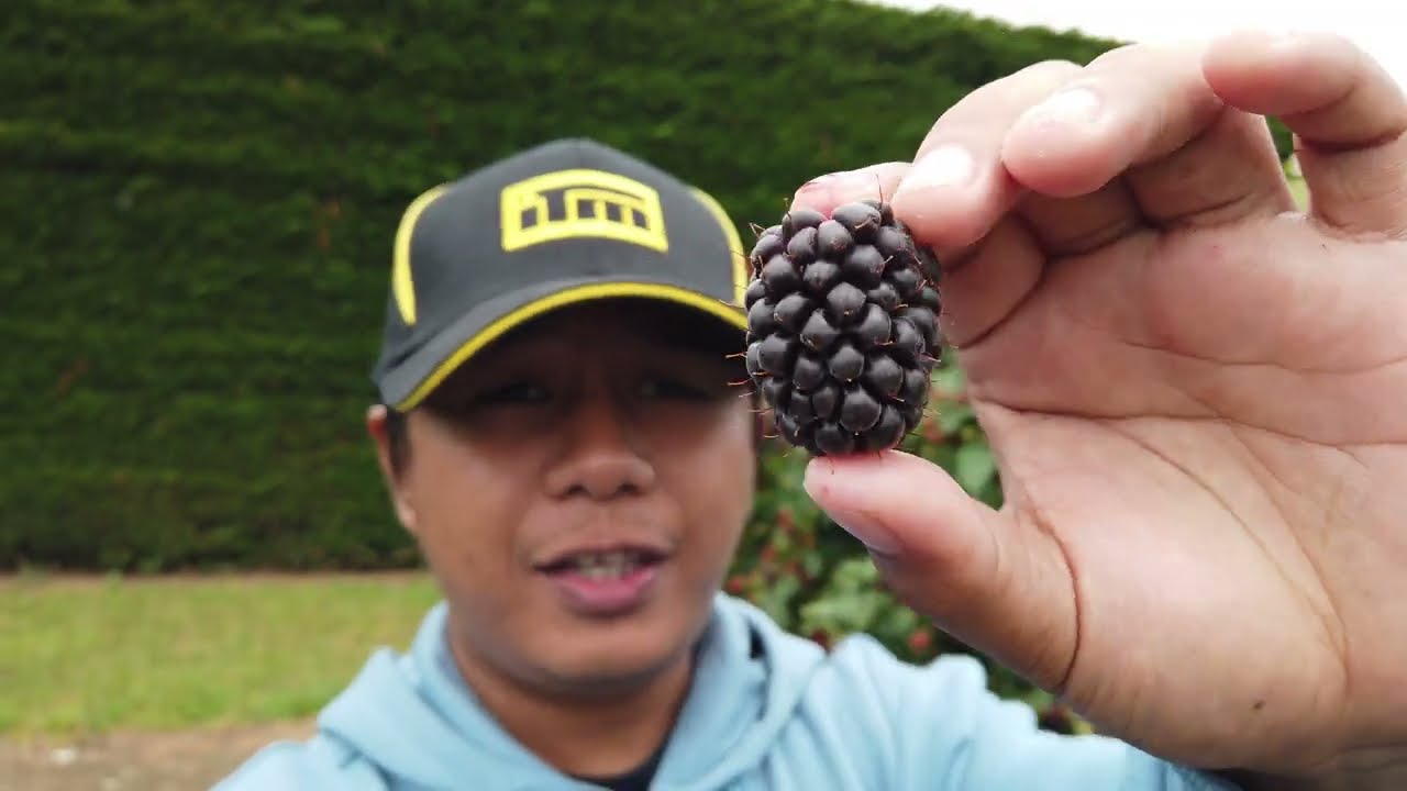 Berry Picking in New Zealand | Richmond, Tasman