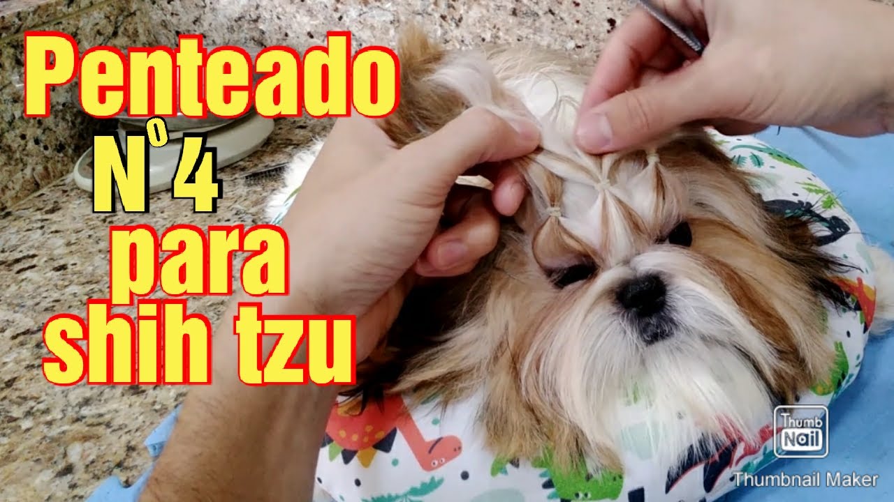 Penteado Nº4   para Shih tzu