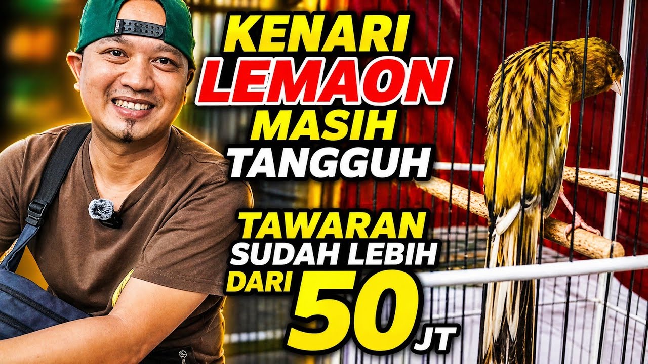 KENARI VIRAL‼️Sehari bersama KENARI LEMON di Festival Kontes Kenari.....