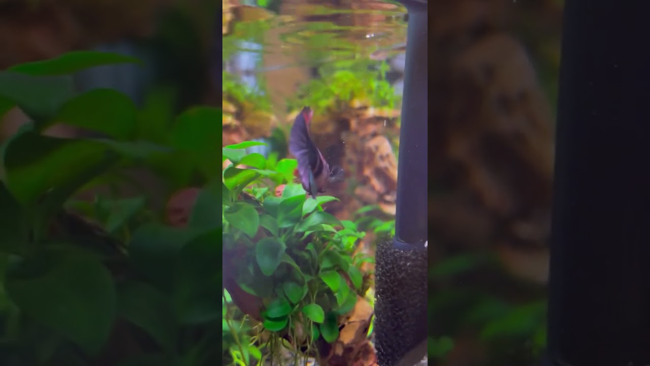 Ever seen a purple betta before? #betta #bettafish #bettalover #aquarium #fishtank #fish #koi