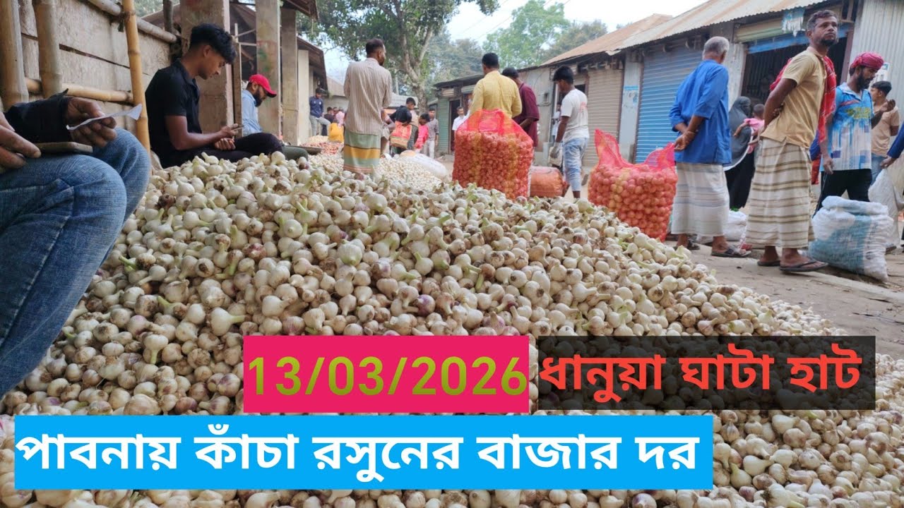 13 March 2026 আজকের নতুন রসুনের বাজার দর। ধানুয়াঘাটা হাট পাবনা থেকে। Garlic market price rate today