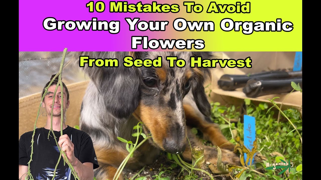 10 Mistakes To Avoid When Growing Your Own Organic Flower! Beginners Guide!
