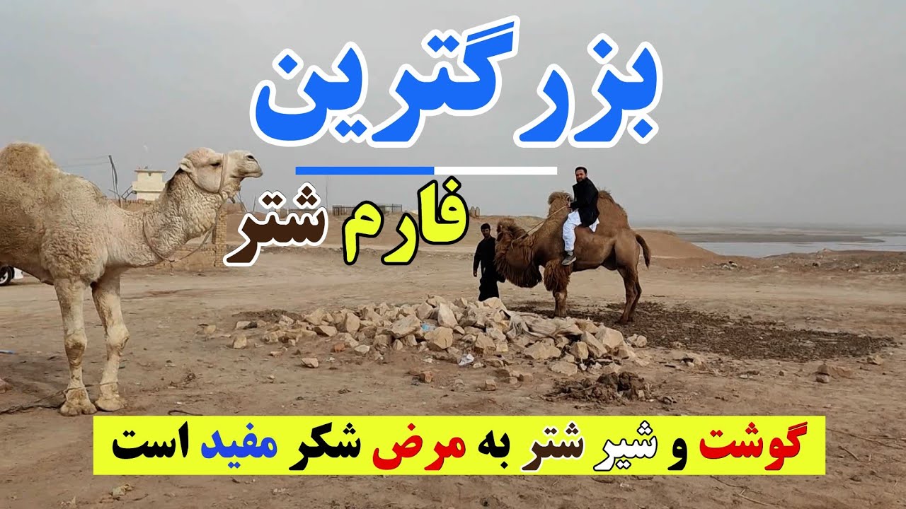 بزرگترین فارم شتر در ولایت کندز