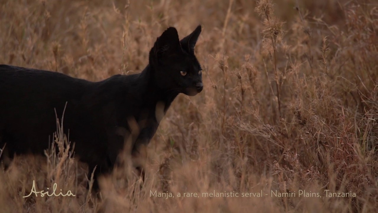 Manja the Melanistic Serval - Namiri Plains, Asilia Africa