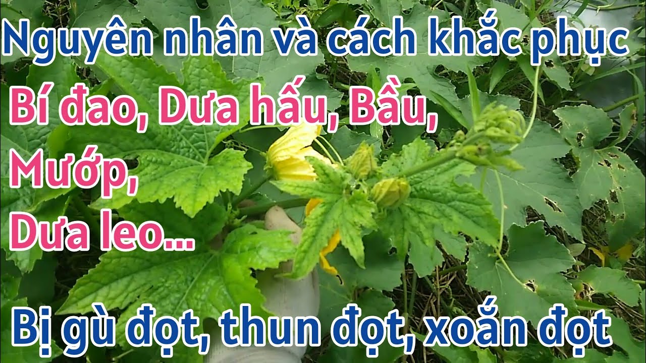 Kỹ thuật trồng bí đao SH65: Nguyên nhân bí đao bị chùn đọt, gù đọt, xoắn đọt và cách khắc phục