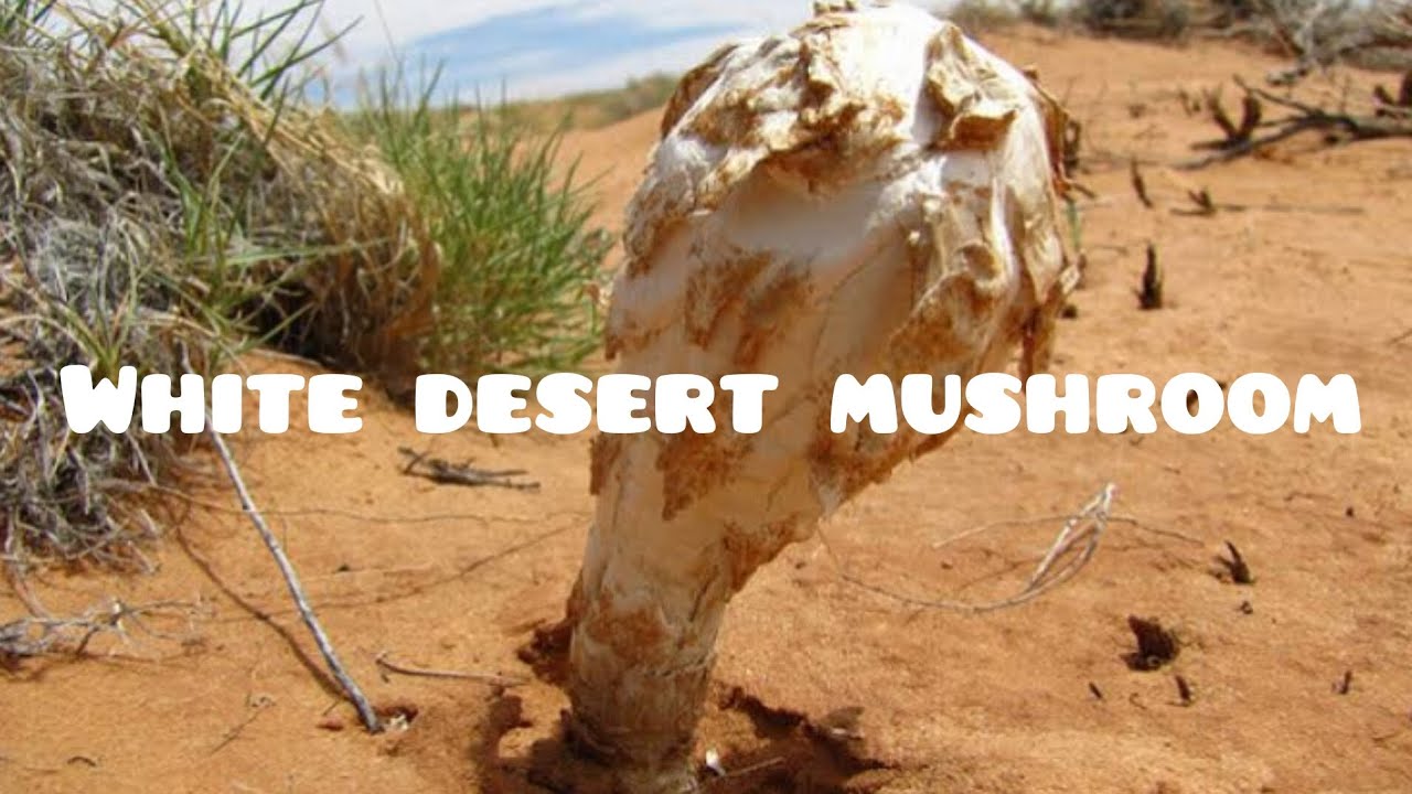 white desert mushroom after rain 🌧️ 🍄 #mushrooms #ecosystem #indegenous #pakistan #food