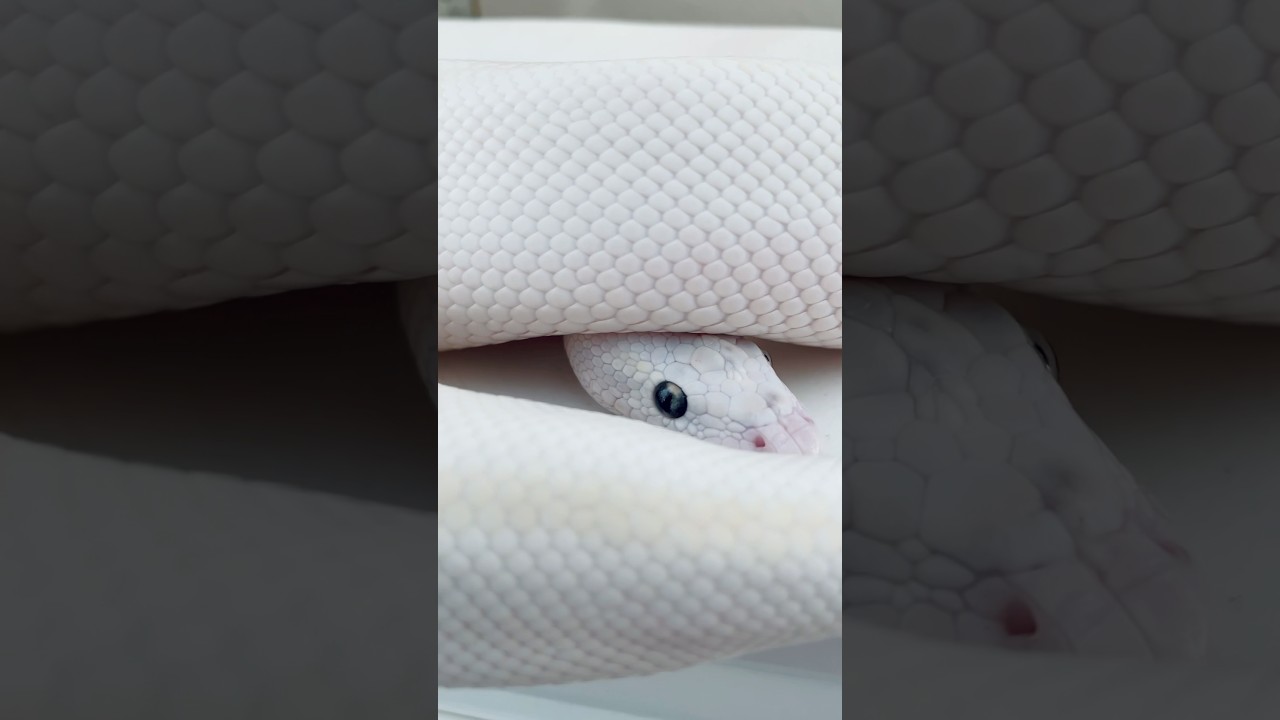 Beautiful Ball Python