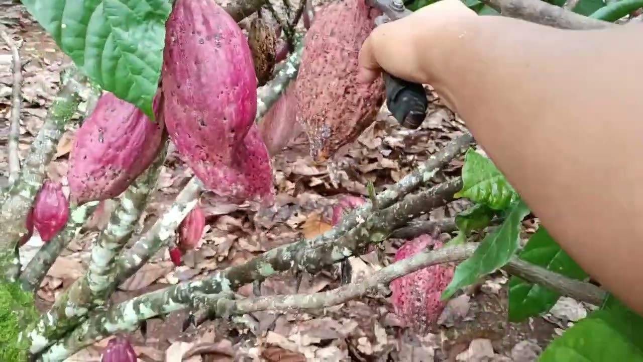 Panen Kakao rutin Dibulan Januari +Curcol santai bro ‼️