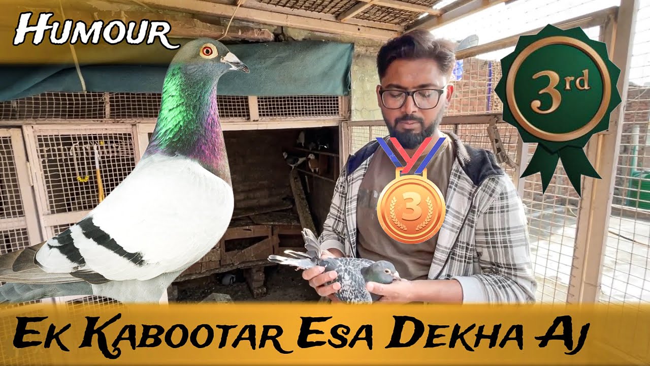 Atique Bhai Ke Humour Breeding Pair | X Fighter Birds