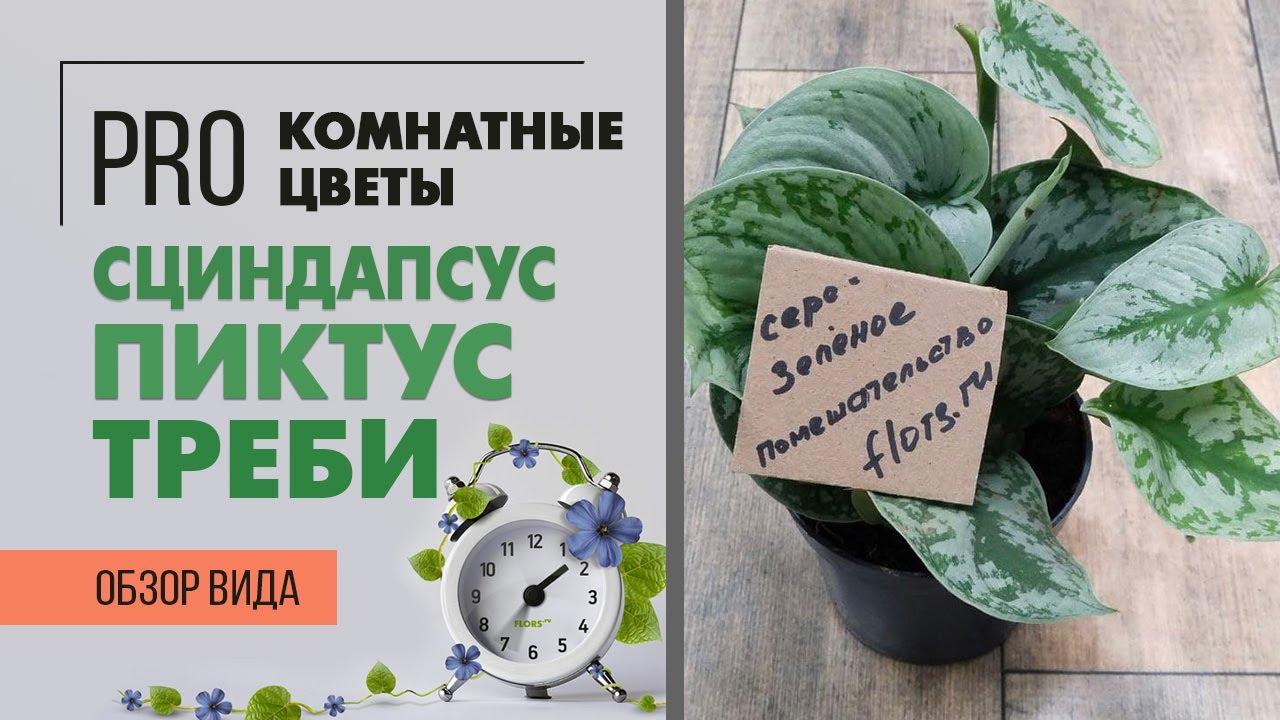 Сциндапсус Пиктус Треби - обзор сорта | В чем разница сциндапсуса и эпипремнума