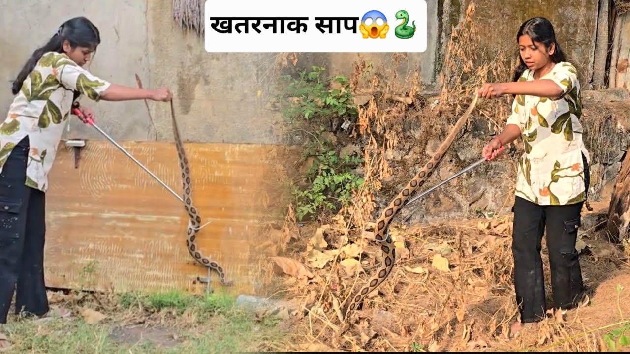 अंगावर गोल चट्टे असणारा विषारी साप येऊन बसला घरामागे 😱 बघा मग पुढे काय झाले 😱🐍