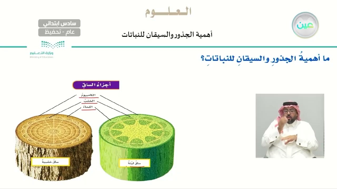 أهمية الجذور والسيقان للنباتات - العلوم - سادس ابتدائي