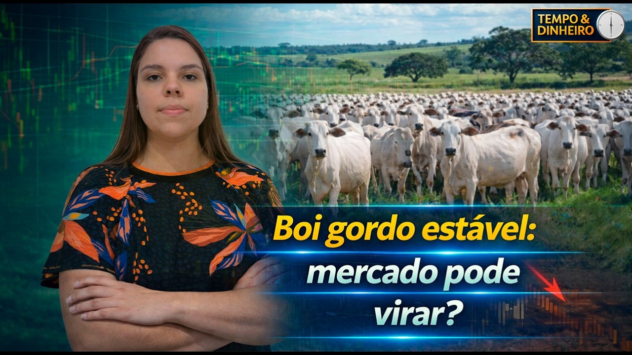 Boi gordo tem semana de estabilidade nos preços, informa Isabela Zavatti, do CEPEA