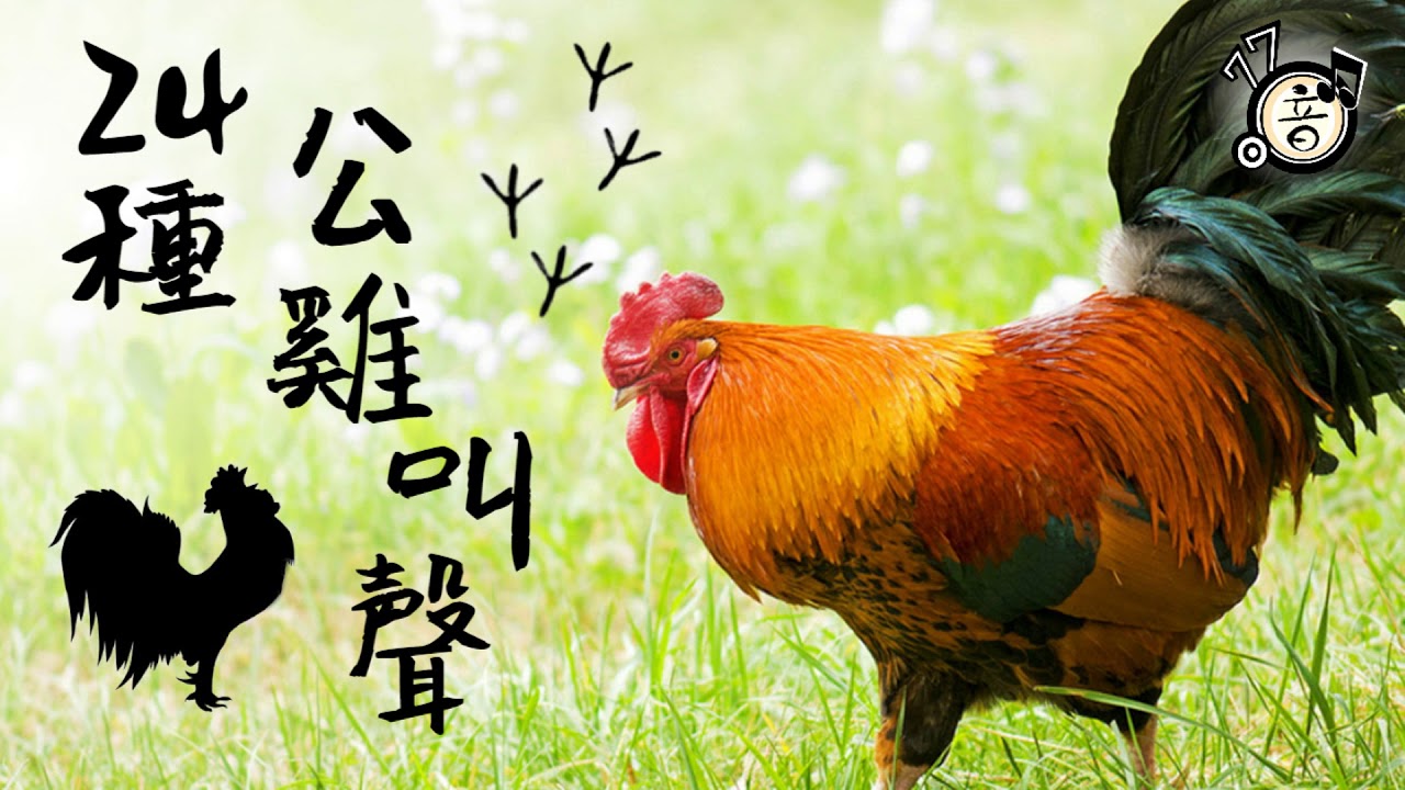 24種 公雞叫聲 雞叫音效  咕咕咕 雞叫聲 │77音效