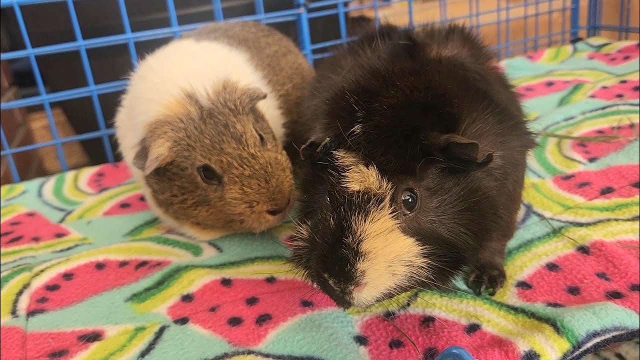 Grizz & Rufus - Sweet Cage Upgrade!